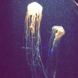 Meet your Posher, Jocelyn